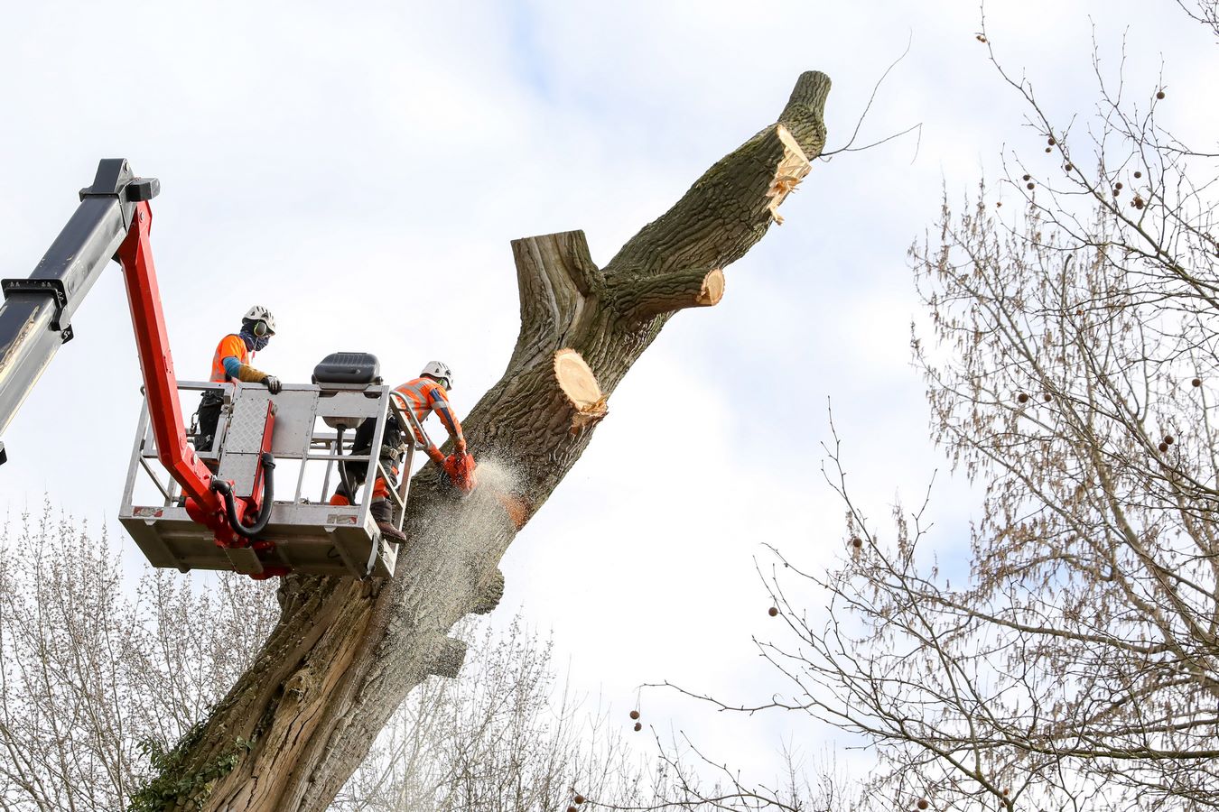 Abattage d'arbres près de Perpignan